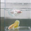 Dumbo Plakat Super White Male Betta #N18,N33,N34