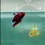 Plakat Red Fancy Male Betta #Ma06