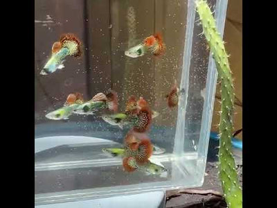 Red Dragon Guppy