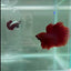 Halfmoon Super Red Male Betta #N92,N93