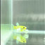 Plakat Koi Green Eye Female Betta #Au71
