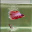 Halfmoon Pink Dot Male Betta #D18