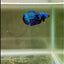 Avatar Galaxy S95 Plakat - Female Betta