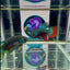 Wild Imbellis J57 Plakat - Male Betta