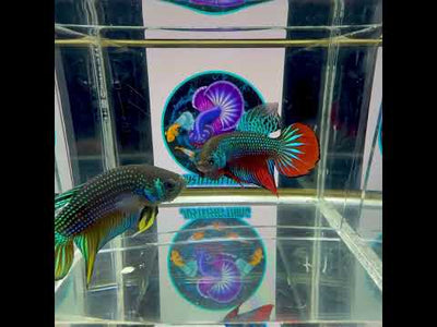 Wild Imbellis J57 Plakat - Male Betta