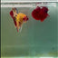 Plakat Nemo Yellow Multicolor Male Betta Giant #A203