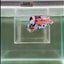 [Rare]Young Giant Koi Multicolor Bestform S69 Plakat - Male Betta