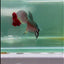 Plakat Smaragdina Male Betta #M16