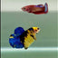 Plakat Koi Yellow Galaxy Male Betta #Ju60