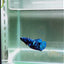 Avatar Galaxy S100 Plakat - Female Betta