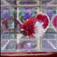 Dumbo lavender A104 - Plakat - Male Betta