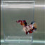 Plakat Koi Multicolor Female Betta Giant #N10