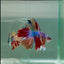 Halfmoon Koi Multicolor Male Betta #Ju32