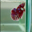 Plakat Red Gold Galaxy Male Betta #Jul27
