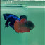 Plakat Avatar Galaxy Vampire Female Betta #Ma34