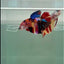 Halfmoon Koi Multicolor Female Betta #Ju37