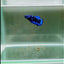 Avatar Galaxy S94 Plakat - Female Betta