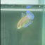Plakat Pastel Male Betta #A221