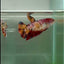 Plakat Koi Multicolor Giant Female Betta #Ju06