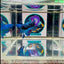 Avatar Blackblue Plakat - Female betta M10
