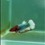 Plakat Red Fancy Copper Female Betta #Ma23