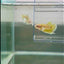 Dumbo Plakat Super Gold Female Betta #N31