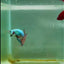 Plakat Alien Samurai Male Betta #A212