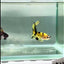 Plakat Koi Yellow Coper Male Betta #Au89