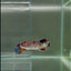 Plakat Koi Multicolor Female Betta Giant #N13