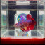 [Rare]Big Giant Koi Multicolor Bigtail A112 - Male Betta