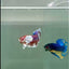 Plakat Dumbo Koi Male Betta #A224