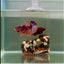 Plakat Koi Multicolor Male Betta #J16