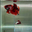 Plakat Nemo Classic Male Betta Giant #N01