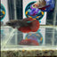 Avatar Black Vampire J13 Halfmoon - Female Betta