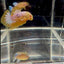Yellow Fancy Copper White Star A03 Plakat - Male Betta