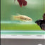 Plakat Alien Samurai Female Betta #A216