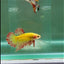 Plakat Yellow Vanda Male Betta #Ju17