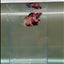 Plakat Koi Multicolor Female Betta Giant #N09