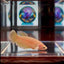 Dumbo Super Gold A128 Plakat - Female Betta