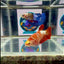Red Gold Galaxy J48 Plakat- Female Betta