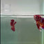 Plakat Koi Multicolor Male Betta Giant #A205