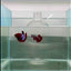 Plakat Red Fancy Male Betta #N82