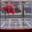 Red Fancy Star A133 Plakat - Male Betta