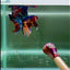 Koi Multicolor Metallic S42 Halfmoon - Male Betta
