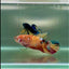 Plakat Koi Orange Giant Female Betta #Jul04