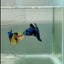 Plakat Blue Samurai Male Betta #Ju59
