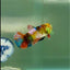 Plakat Koi Multicolor Green Eye Female Betta #Jul21