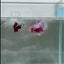 Halfmoon Pink Dot Male Betta #N110