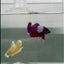 Dumbo Plakat Lavender Male Betta #N46