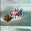 Crowntail Koi Multicolor Male Betta #Au96